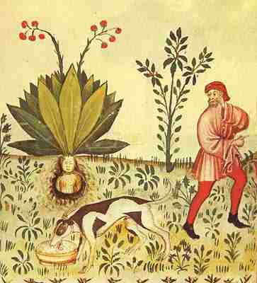 mandrake-in-tacuinum-sanitatis-15th-century-manuscript